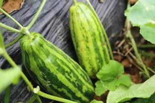 今日宜吃瓜啥意思,揭秘娱乐圈最新热点事件