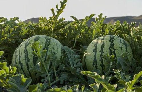 网红吃瓜哪里买,哪里购买正宗美味